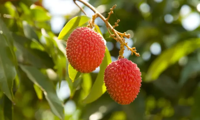 Deux litchis rouges et texturés pendent d'une branche, sur fond de feuilles vertes. Un arbre à litchi en France, une belle surprise !