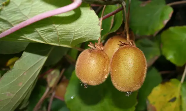 Trois kiwis velus pendent d'une branche. L'un d'eux est prêt à être cueilli, parfait pour planter un kiwi autofertile.