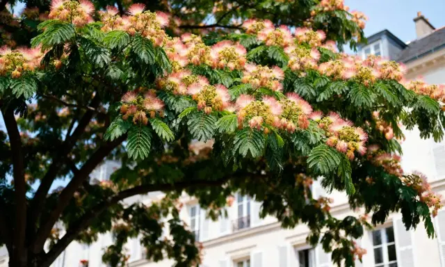 Un arbre à soie aux fleurs roses et jaunes épanouies, avec des feuilles vertes luxuriantes, se dresse devant un immeuble parisien.