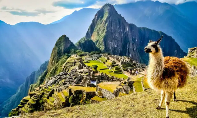 Machu Picchu, gdzie jest? W Andach, z lamą na pierwszym planie, w otoczeniu gór i ruin.