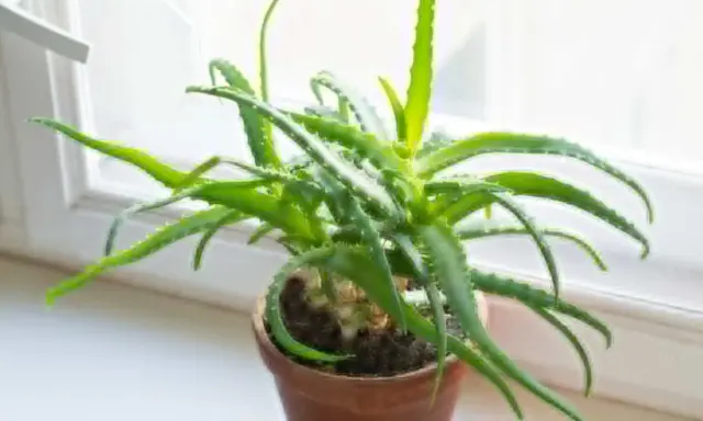 Zielony aloes w doniczce na parapecie. Czy każdy aloes jest leczniczy? Ten wygląda obiecująco, z soczystymi liśćmi.