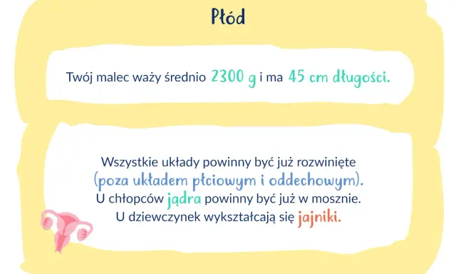 Na etapie 34 tygodnia ciąży płód waży ok. 2300 g i mierzy 45 cm. Rozwijają się jego narządy płciowe.