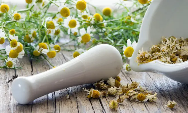 Mörser mit getrockneten Kamillenblüten und frischen Kamillenblumen im Hintergrund. Kamillentee bei Nierenschmerzen kann Linderung verschaffen.