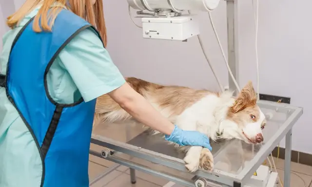 Vétérinaire examinant un chien pour un ostéosarcome. L'espérance de vie d'un chien atteint de cette maladie dépend du stade et du traitement.