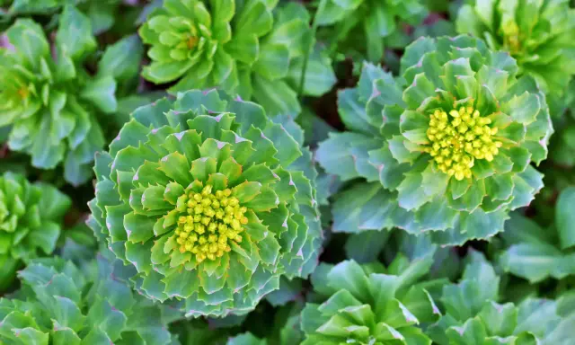 Gros plan sur des rosettes de feuilles vertes et charnues, certaines avec des bourgeons floraux jaunes. Ces plantes rappellent les bienfaits de la rhodiola.