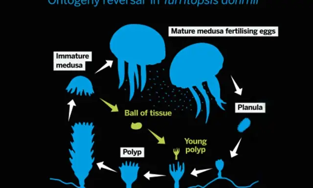 Ciclo vitale della medusa Turritopsis dohrnii: da planula a polipo, poi medusa immatura e adulta, con la capacità di tornare a uno stadio di "palla di tessuto".