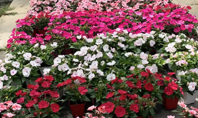 Un champ d'impatience fleur, aux couleurs vives rose, rouge et blanc, attend patiemment d'égayer un jardin.
