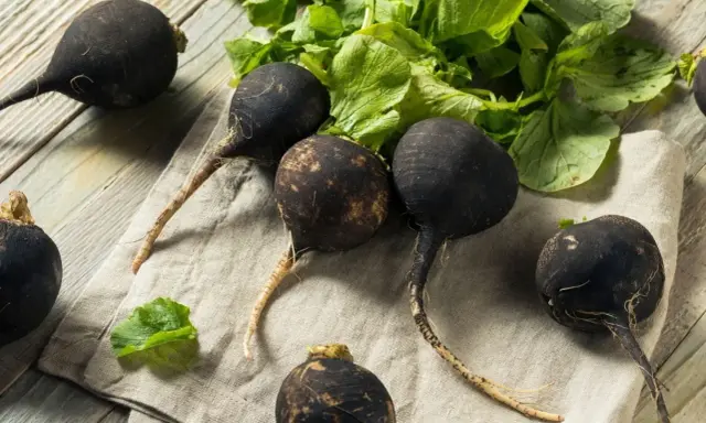 Radis noirs prêts à être semés. Ces légumes racines foncés sont parfaits pour une récolte d'automne.