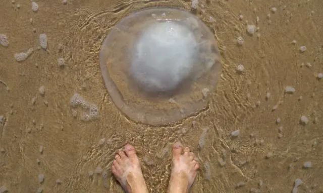 Piedi sulla sabbia bagnata vicino a una grande medusa trasparente. Cosa fare se ti tocca una medusa? Non toccarla!