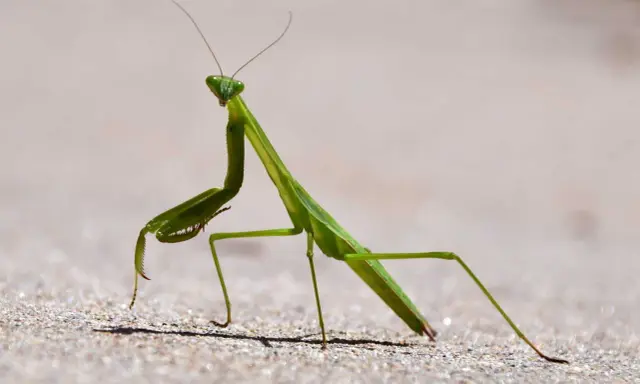 A green praying mantis stands alert on sandy ground, its forelegs raised, a sign of praying mantis season.