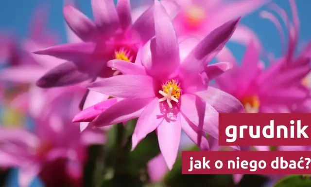 Grudnik: Jak kwitnie i co zrobić, by obsypał się kwiatami?