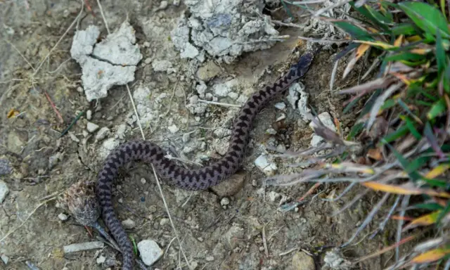 Żmija zygzakowata, wężowaty gad z charakterystycznym zygzakiem na grzbiecie, jest jadowita. Uważaj na nią w naturze.