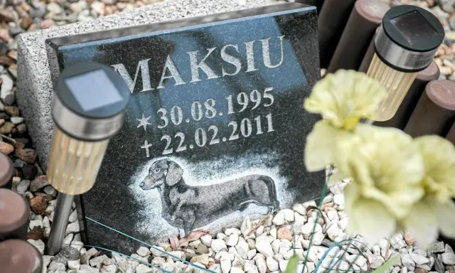 Pies na cmentarzu? Co mówią przepisy i jak uniknąć mandatu?