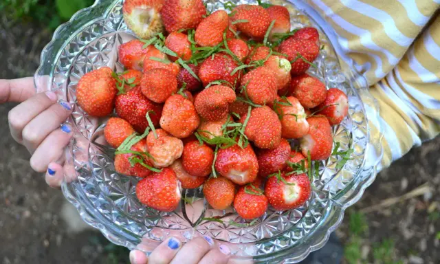 En skål med nyplockade jordgubbar, redo att plantera jordgubbar i trädgården.