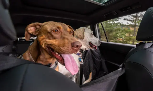 Deux chiens, dont un chien stressé en voiture, regardent par la fenêtre. Le chien marron a la langue pendante.