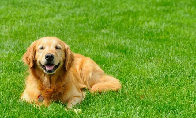 A happy Golden Retriever lies on lush green grass, enjoying the outdoors. This is what pet grass is all about: a happy dog in a beautiful, natural setting.