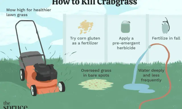 Learn how to kill crabgrass by mowing high, using corn gluten as fertilizer, applying pre-emergent herbicide, overseeding bare spots, and watering deeply.