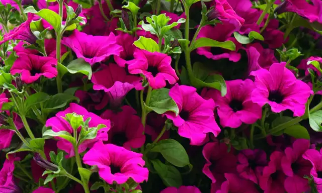 Gros plan sur une jardinière débordante de pétunias fuchsia éclatants. Difficile de compter combien de pétunia dans une jardinière tant ils sont nombreux et luxuriants.