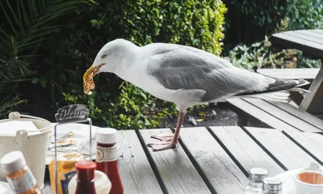 Gaviota roba comida de mesa. Un método casero para ahuyentar pájaros sería no dejar comida expuesta.
