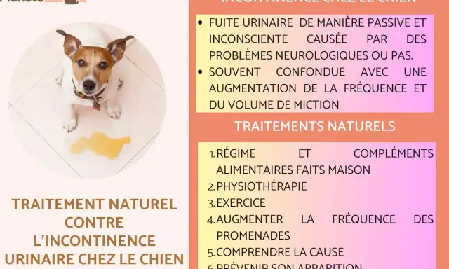 Un chien regarde une flaque d'urine, expliquant pourquoi mon chien fait pipi dans la maison et les traitements naturels.