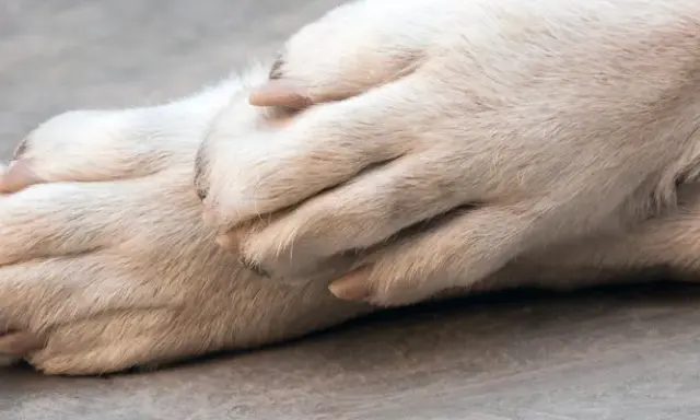 Pattes douces d'un chien, peut-être en phase terminale de cancer, reposant l'une sur l'autre.