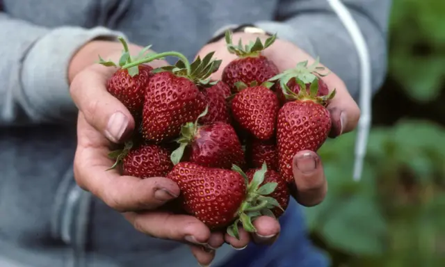 Hands cradle a bounty of ripe, red strawberries, a testament to the continuous harvest from day neutral strawberry plants.