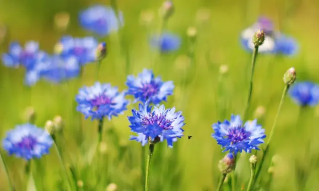 Champ de bleuets éclatants, une petite abeille vole près d'une fleur. L'eau de bleuet, bien que belle, peut présenter un danger.