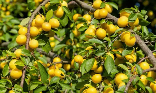Un mirabellier bien chargé de fruits jaunes. Combien de temps pour avoir des fruits ? Souvent 3 à 5 ans après plantation.