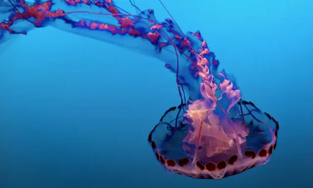 Medusa con lunghi tentacoli che ondeggiano nel blu profondo, un'elegante danza sottomarina.