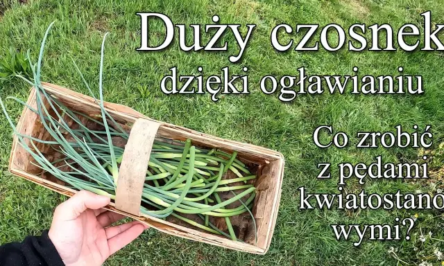 Ogławianie czosnku: Zyskaj 30% większe główki i obfite zbiory