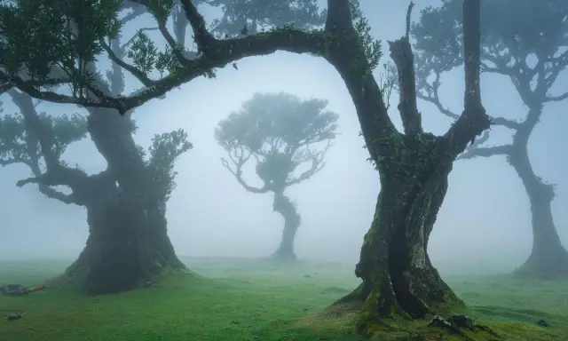 Mystische Bäume im Fanal Forest auf Madeira, umhüllt von Nebel. Moosbedeckte Stämme ragen in den Dunst, ein magischer Anblick.