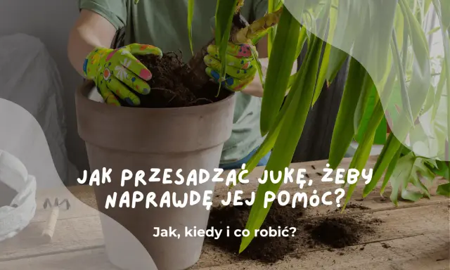 Ręce w rękawiczkach przesadzają jukę do nowej doniczki. Dowiedz się, jak przesadzić jukę, by jej pomóc.