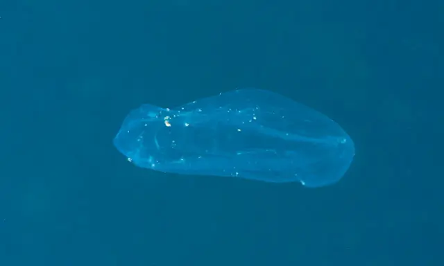 Una medusa qualle trasparente fluttua nell'acqua blu, mostrando le sue delicate strutture interne.