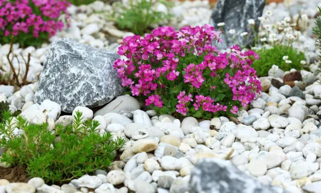 Rocalla con flores rosas y verdes, piedras blancas y grises. Ideas para como hacer una rocalla.