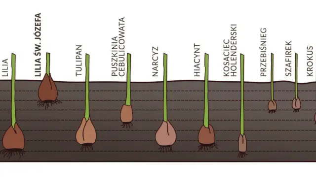 Różne cebulki kwiatowe, w tym lilia św. Józefa, tulipan, hiacynt, szafirek i krokus, posadzone w ziemi na różnych głębokościach.