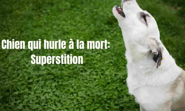 Un chien blanc hurle à la mort, une superstition ancienne. Son cri résonne dans la nuit, alimentant les légendes.