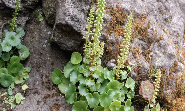 Plantes vertes aux feuilles rondes et dentelées, ressemblant à un nombril de Vénus, poussent sur un rocher couvert de mousse.