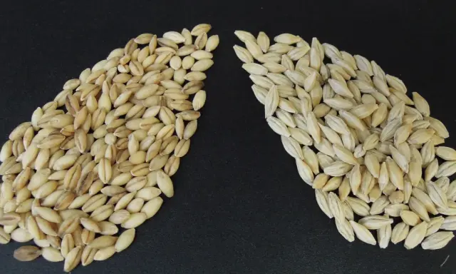 Two piles of barley grains on a black background. The left pile is darker, showing what is malted barley. The right pile is lighter, showing raw barley.