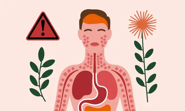 Attention : achillée millefeuille danger. Illustration d'une personne réagissant à une plante, avec des éruptions cutanées et des organes internes affectés.