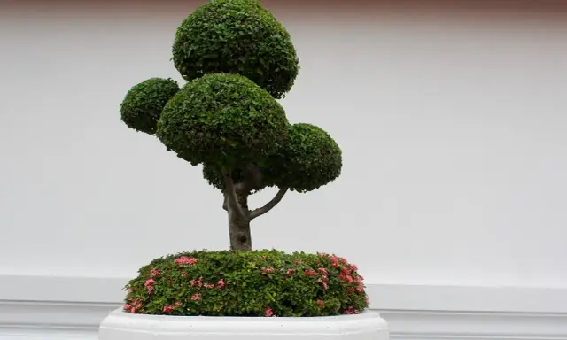 Starannie uformowane drzewko bonsai z różowymi kwiatami u podstawy, ozdabia wejście do domu.