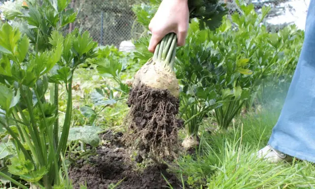 Ręka wyciąga z ziemi bulwę selera z korzeniami. To pokazuje, jak sadzić seler, by uzyskać obfite plony.