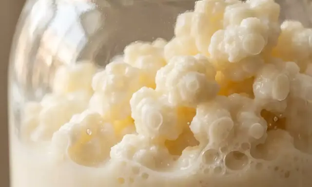 Milch-Kefir-Kulturen in einem Glas, bereit zur Fermentation. Diese lebenden Organismen wandeln Milch in ein probiotisches Getränk um.
