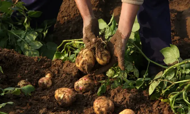 Mains terreuses récoltent des pommes de terre en fleur dans le sol. Les tubercules fraîchement déterrés sont encore couverts de terre.