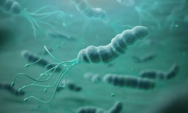 Bakterie Helicobacter pylori z wiciami. W poszukiwaniu sposobów, co zabija Helicobacter pylori, naukowcy badają te mikroorganizmy.