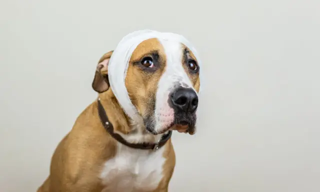 Un chien au pelage brun et blanc porte un bandage blanc autour de la tête, suggérant un hématome à l'oreille.