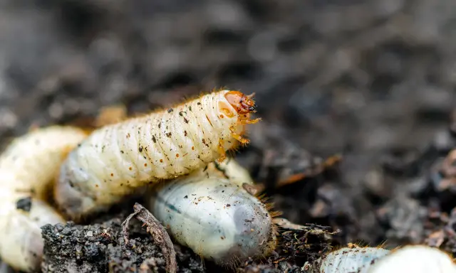 Gros plan sur une larve de cetoine, blanche et dodue, se déplaçant dans la terre. D'autres larves sont visibles autour.