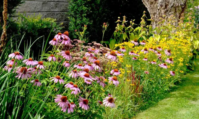 A vibrant garden bed filled with pink coneflowers and yellow black-eyed Susans, showcasing beautiful drought tolerant annuals thriving beside a grassy path.
