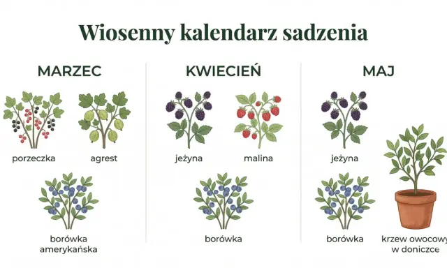 Wiosenny kalendarz ogrodnika co kiedy sadzić: marzec (porzeczka, agrest, borówka amerykańska), kwiecień (jeżyna, malina, borówka), maj (jeżyna, borówka, krzew owocowy w doniczce).