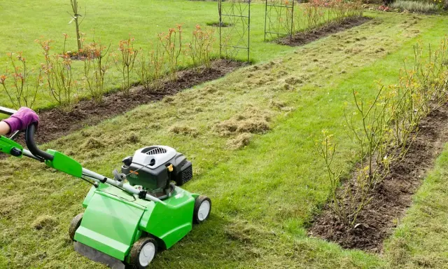 Wertykulacja trawnika w ogrodzie. Zielona maszyna usuwa filc i mech, przygotowując trawnik do wiosennego wzrostu.