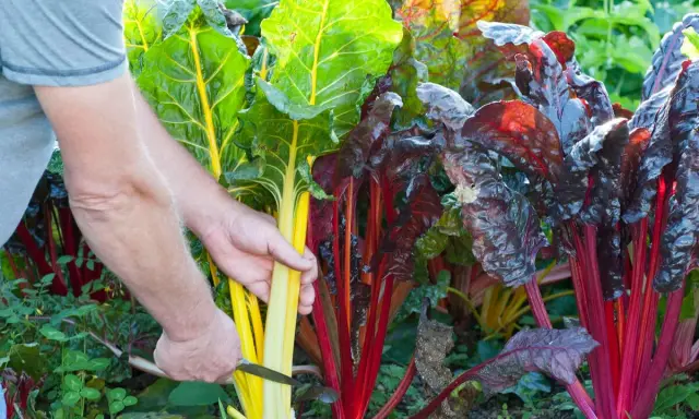 Hände ernten bunte Mangoldstiele. Ein Messer schneidet den Stiel eines gelben Mangolds, während daneben rote und grüne Exemplare wachsen.